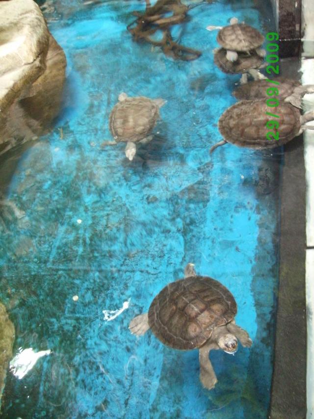 SANYO DIGITAL CAMERA