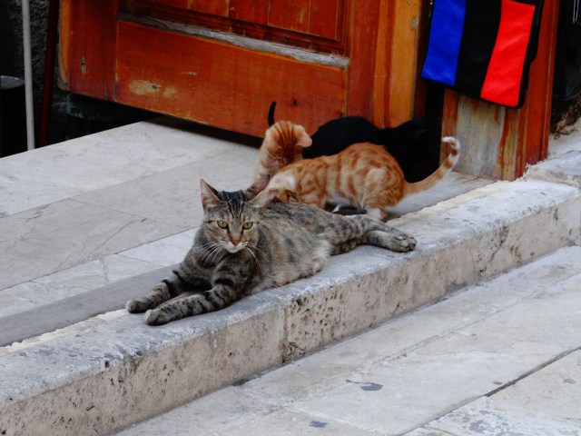 024 The Feline Fascination (Antalya, Turkey)